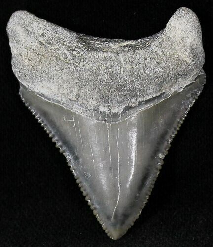 Sharp  Bone Valley Megalodon Tooth #22192